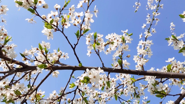 树上杏花迎蓝天，春暖花开。视频素材