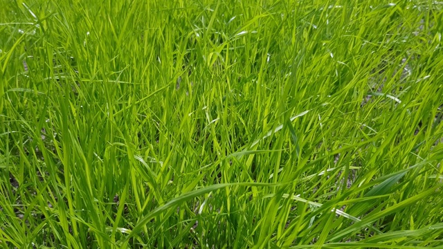 新鲜多汁的草地上的绿色草坪特写。视频素材