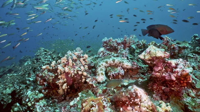 水下珊瑚礁海景，蕴藏着丰富的生物视频素材