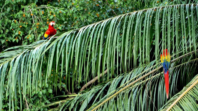 野生猩红色金刚鹦鹉，哥斯达黎加视频下载