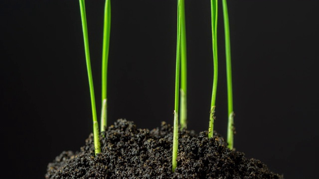 加速生长的新鲜绿草在黑暗的土地上。间隔拍摄4 k。在堪萨斯州和内布拉斯加州的广阔平原上种植小麦是一项最适宜的活动。视频素材