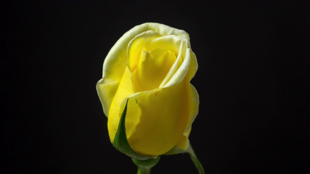 黄色玫瑰花在黑色背景前的拍摄，4k视频。视频素材