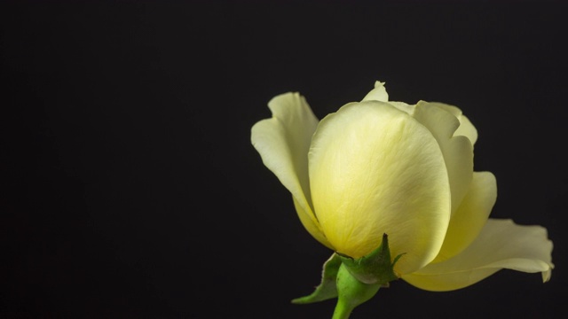 黄色玫瑰花在黑色背景前的拍摄，4k视频。视频素材