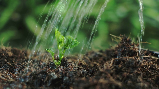 树木种植设备和红桶浇植物在模糊的绿色自然背景。种植植物拯救地球的理念。世界环境日概念视频素材