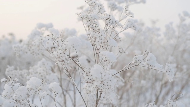地里的干草被一层雪覆盖着。雪地里冬天的概念。视频素材