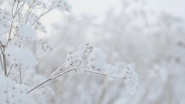 美丽的冬天的风景。田野里的植物上撒着一片片冰冷的雪花。视频素材
