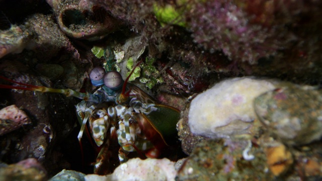近距离和中等拍摄的孔雀螳螂虾视频下载