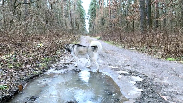 西伯利亚哈士奇从水坑里喝水。视频素材