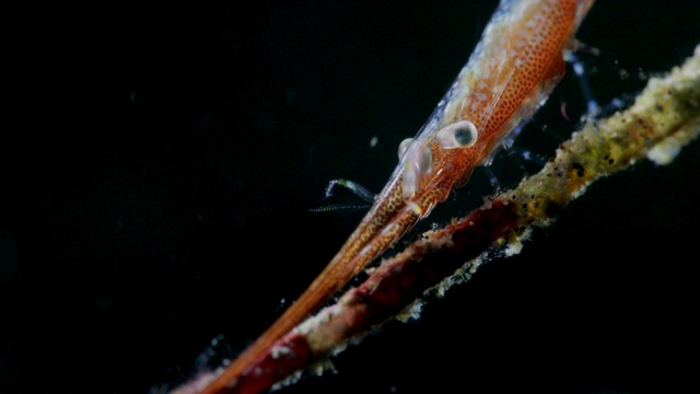 锯片虾栖息在软珊瑚上视频下载