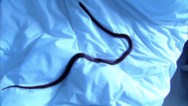 一条非洲家蛇在白色的床单上爬行。视频下载