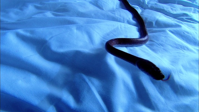 一只非洲家蛇在床上爬行。视频素材