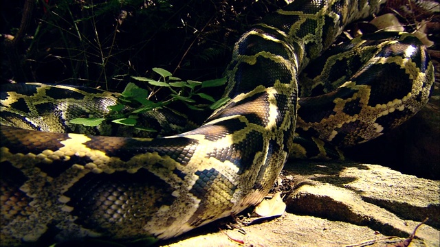 一条缅甸蟒蛇躺在一块大石头上。视频下载