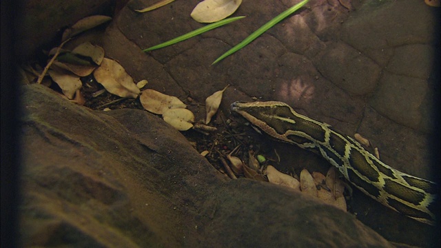 一条缅甸蟒蛇在岩石上滑行。视频素材