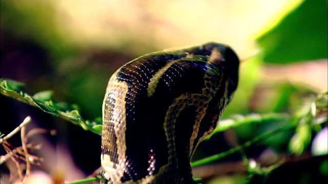 一条缅甸蟒蛇在森林的地面上爬行。视频素材