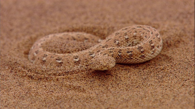 沙漠蝰蛇向后挖洞躲藏起来。视频素材