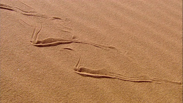 一条响尾蛇滑过沙丘。视频素材