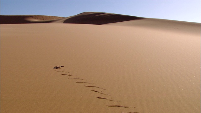 一条响尾蛇滑过一个巨大的沙丘。视频素材