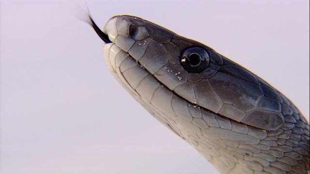 黑曼巴的头部侧面显示了它的舌头和张开的嘴。视频素材