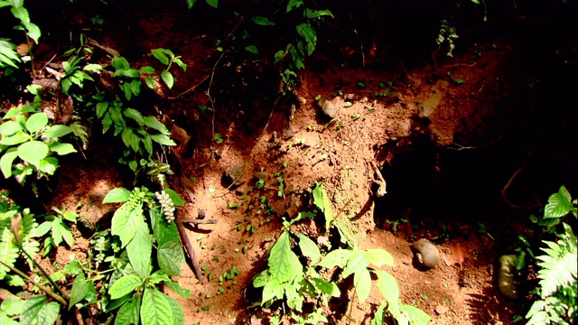 切叶蚁在哥斯达黎加的森林地面上行进。视频下载