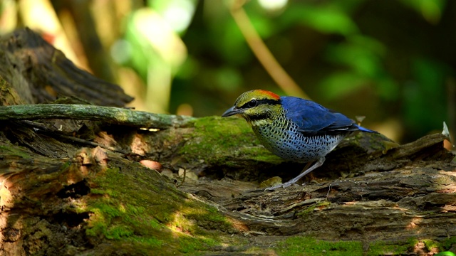 森林里的蓝皮塔鸟，野外的动物视频下载