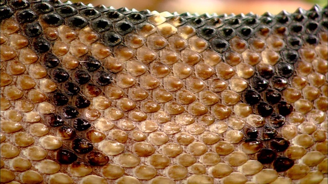 当蛇滑行时，可以近距离看到它的皮肤。视频素材