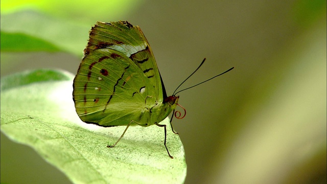 一只鲜绿色的蝴蝶栖息在一片叶子上，卷曲着它的喙。视频素材