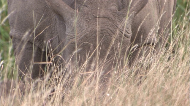犀牛在又长又干的草中觅食。视频素材