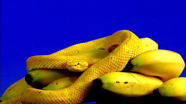 一条黄色的睫毛蛇在蓝色屏幕前的香蕉上休息。视频下载