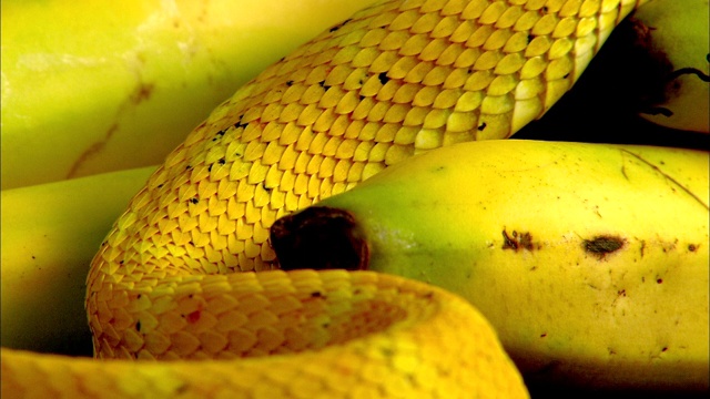 一条黄睫毛蛇爬过一串香蕉。视频下载