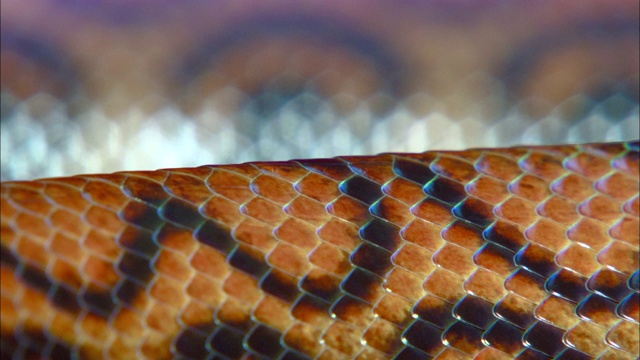 一条彩虹蟒蛇坐在等离子盘上。视频素材