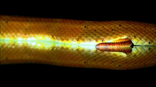 当黄色睫毛蛇滑过光滑的反光表面时，光线在它下面闪烁。视频素材