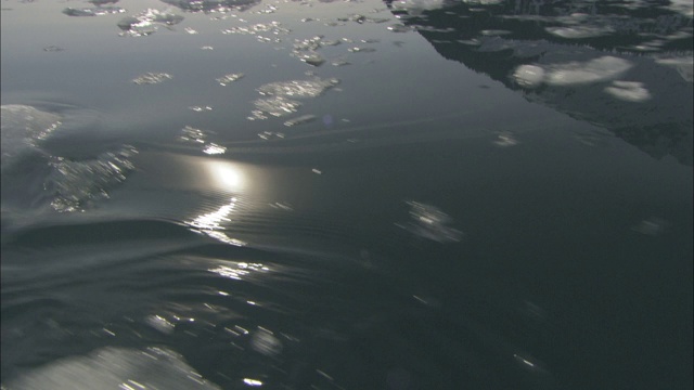 阿拉斯加威廉王子湾漂浮着冰块。视频下载