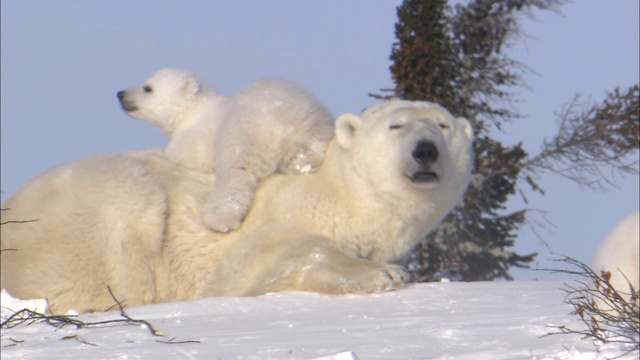 一只北极熊幼崽爬到它妈妈的身上。视频素材