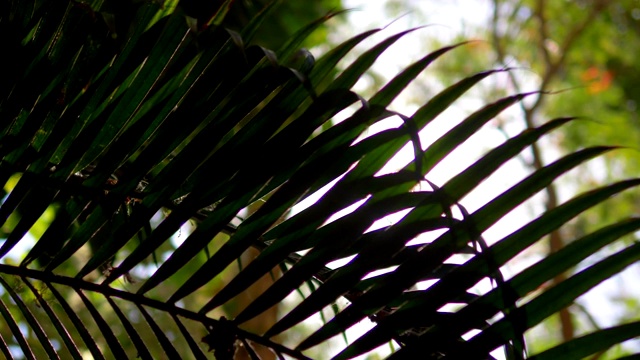 热带植物后的镜头光晕为4k慢镜头，每秒60帧视频素材
