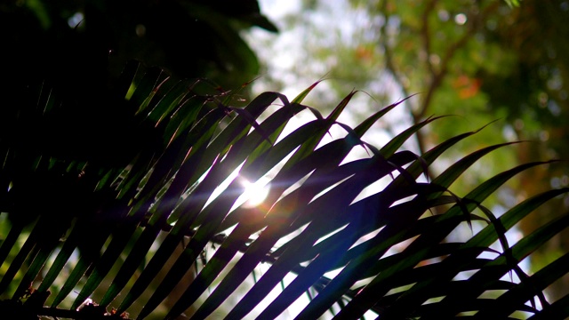 热带植物后的镜头光晕为4k慢镜头，每秒60帧视频素材