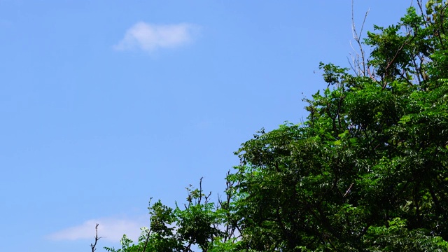 树和蓝天视频素材
