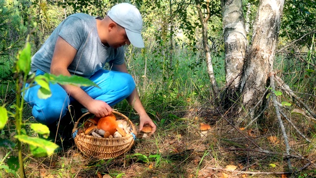 男蘑菇采摘者采摘蘑菇并把它们放在满篮子里视频素材