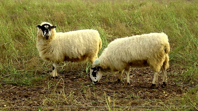 一群羊在田野上吃草视频素材
