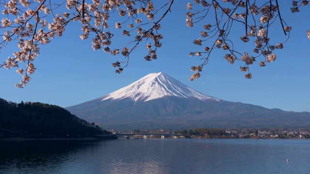 富士山上的川口湖和樱花视频素材
