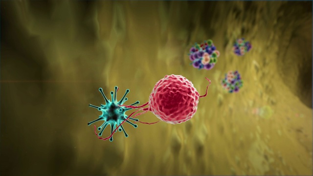 淋巴细胞对病毒视频素材