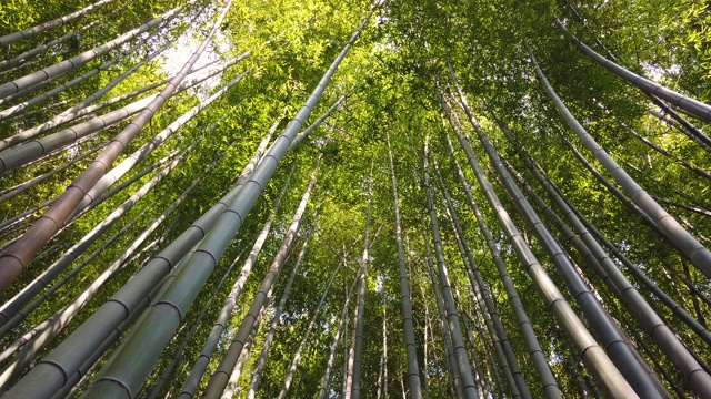 日本京都的岚山竹林视频素材