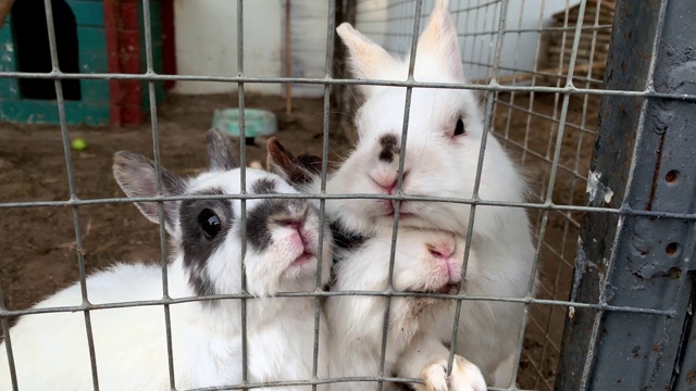 可爱饥饿的家养毛茸茸的黑白斑点农场兔子兔子在动物农场的笼子后面乞讨食物，家畜饲料动物生长在笼子里视频素材