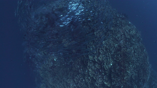 一大群梭鱼围绕着珊瑚礁的顶部视频素材