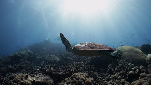 一只玳瑁海龟游向一群水肺潜水者视频素材
