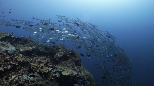 一大群梭鱼在珊瑚礁上游弋视频素材
