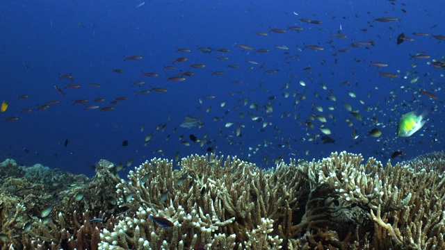 中等拍摄在坚硬的珊瑚礁墙顶部和鱼群视频素材