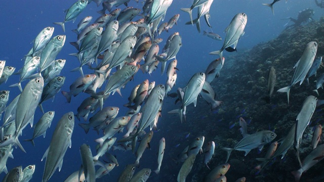 一大群杰克特里维尔鱼沿着珊瑚礁向上移动视频素材