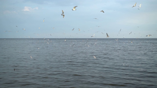 海鸥在海面上飞翔视频素材