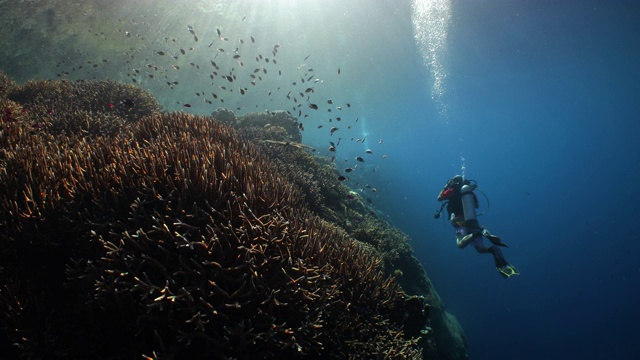 一名戴着水肺的潜水员沿着浅浅的珊瑚礁游泳，太阳光线穿过水面视频素材