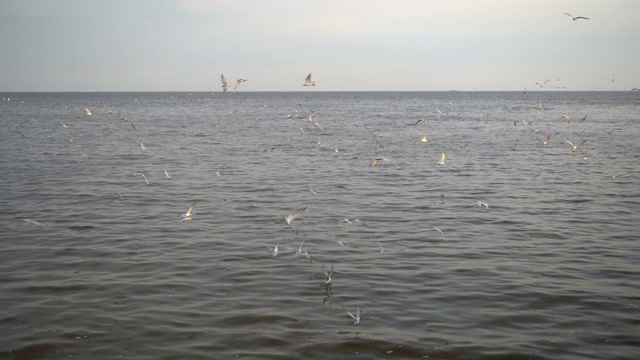 海鸥在海面上飞翔视频素材